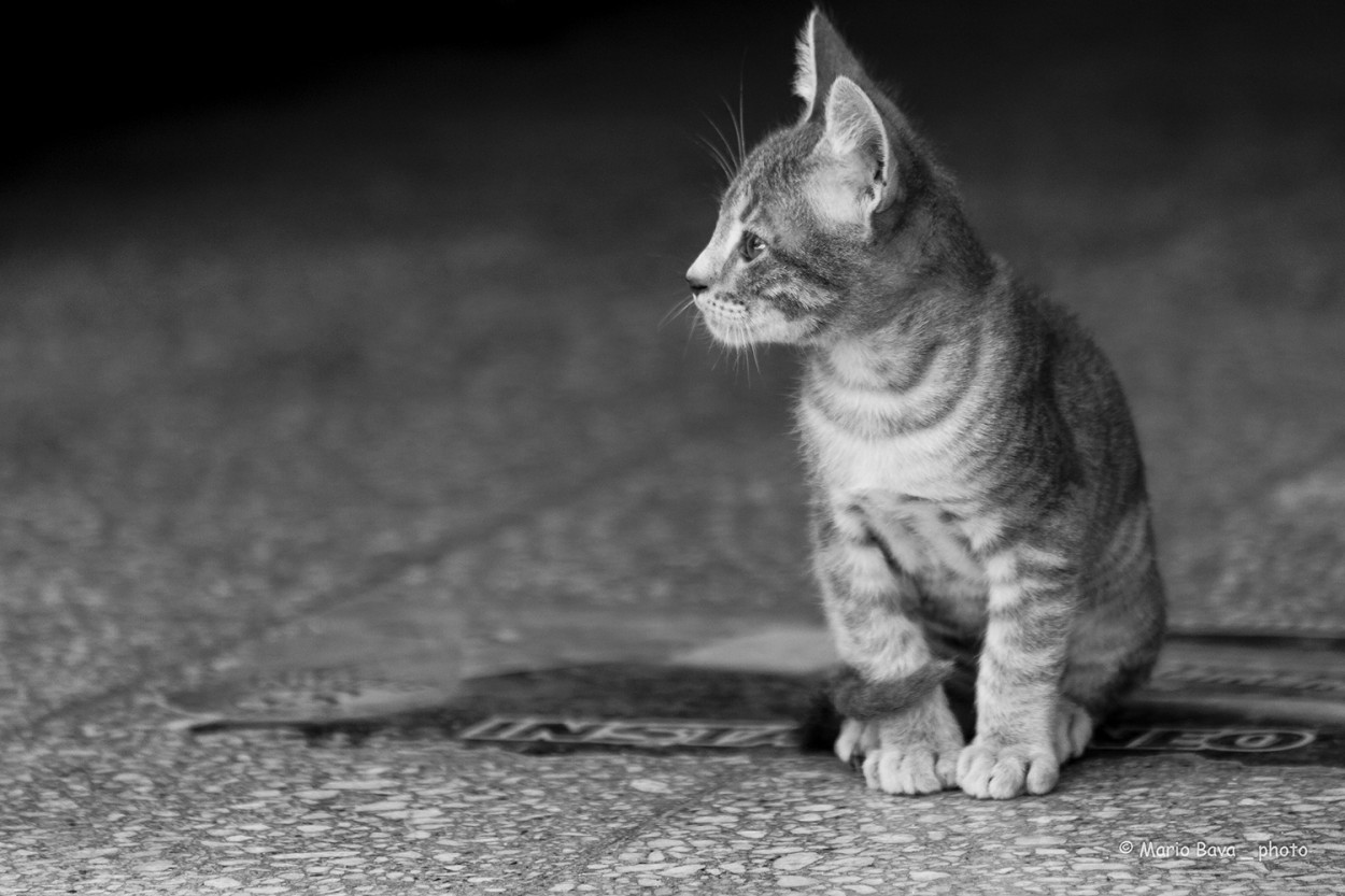 "Gatito intentando mimetizarse..." de Mario Bava