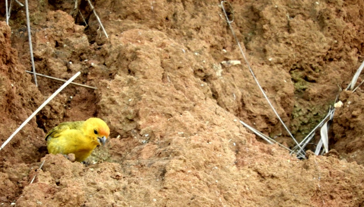 "As aves precisam comer areia # 2" de Decio Badari