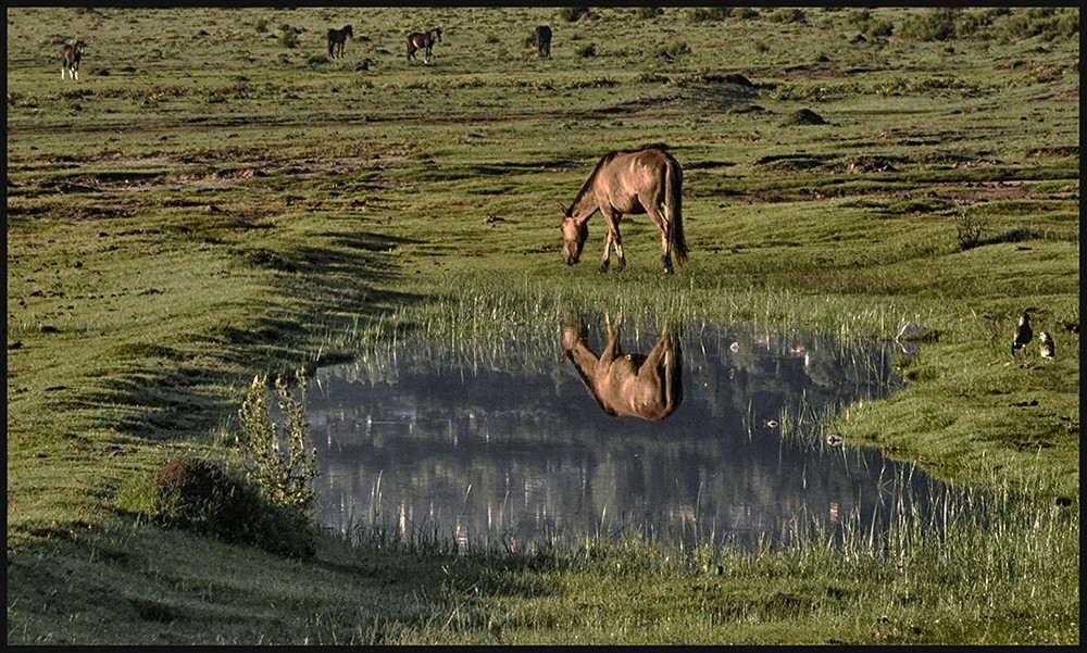 "Espejo campestre" de Ruben Perea