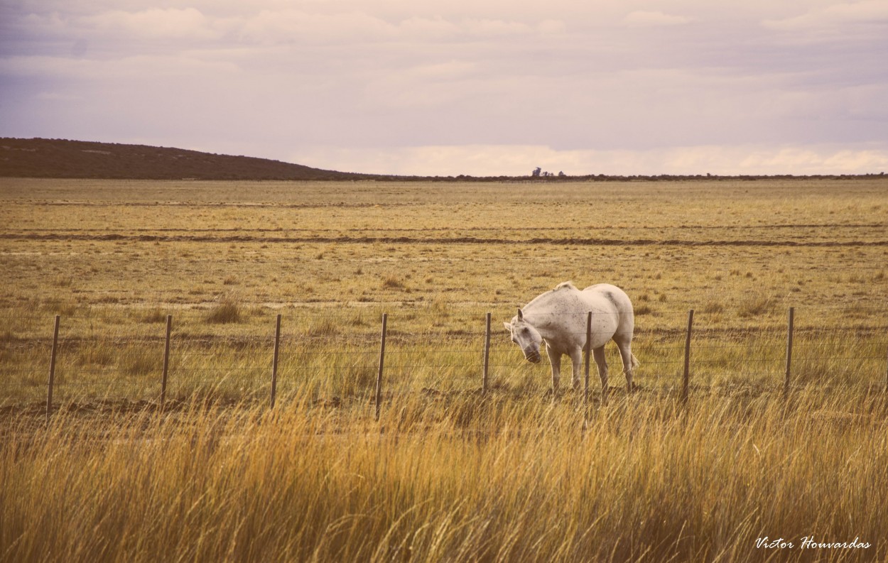 "THE WHITE HORSE" de Victor Houvardas