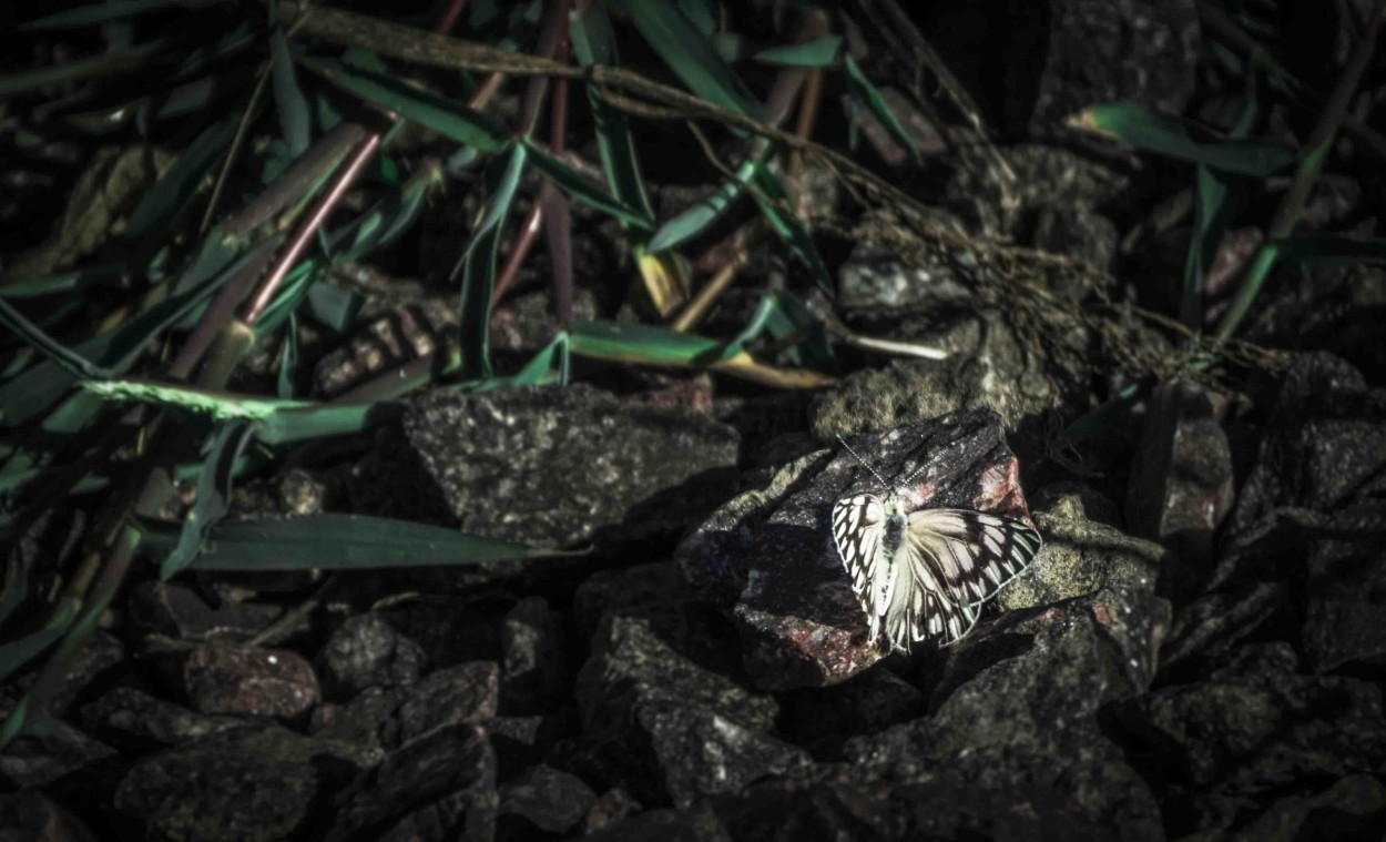 "La ltima mariposa" de Nen Trecco