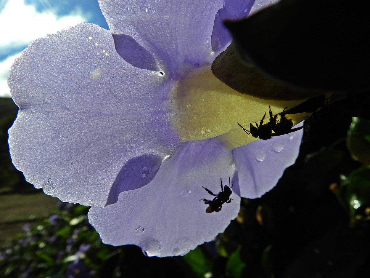 "Encontro marcado mesmo com o Sol do Vero !" de Decio Badari