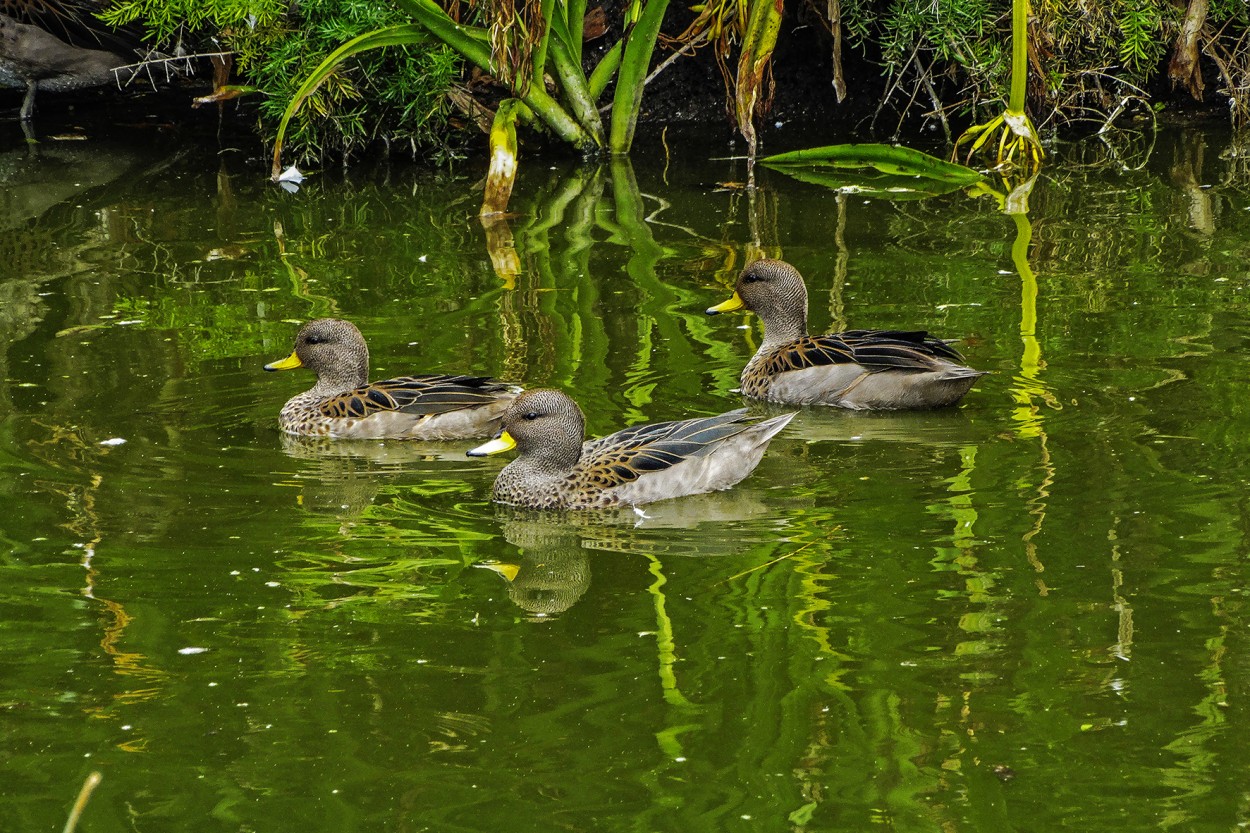 "Quietud en el Estanque" de Ruperto Silverio Martinez