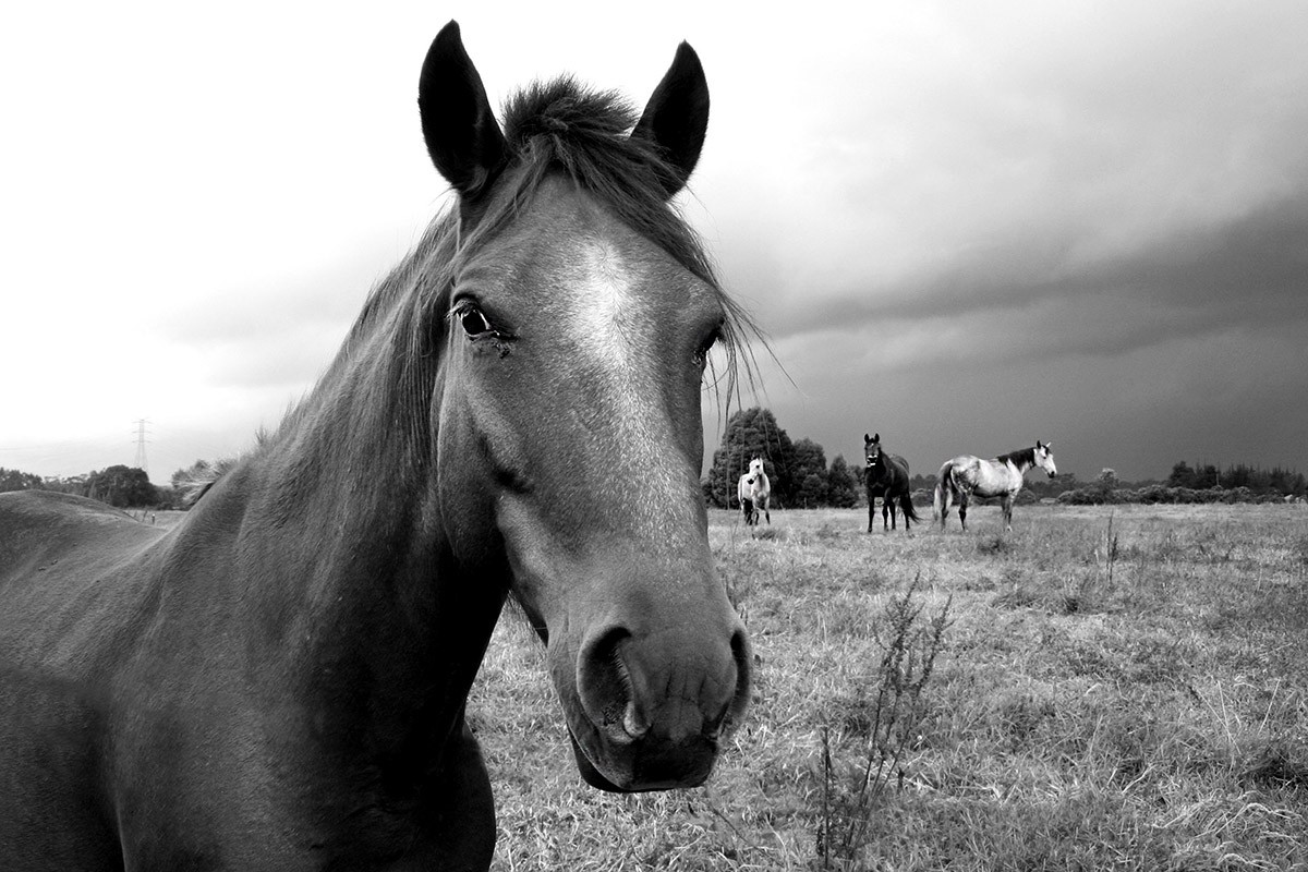 "Horses" de Edwin Ral Roa Cediel