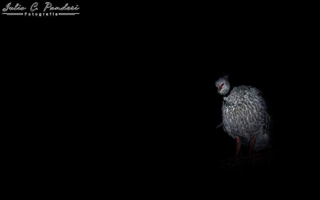 "Un solitario chaja en la noche" de Julio Cesar Panderi