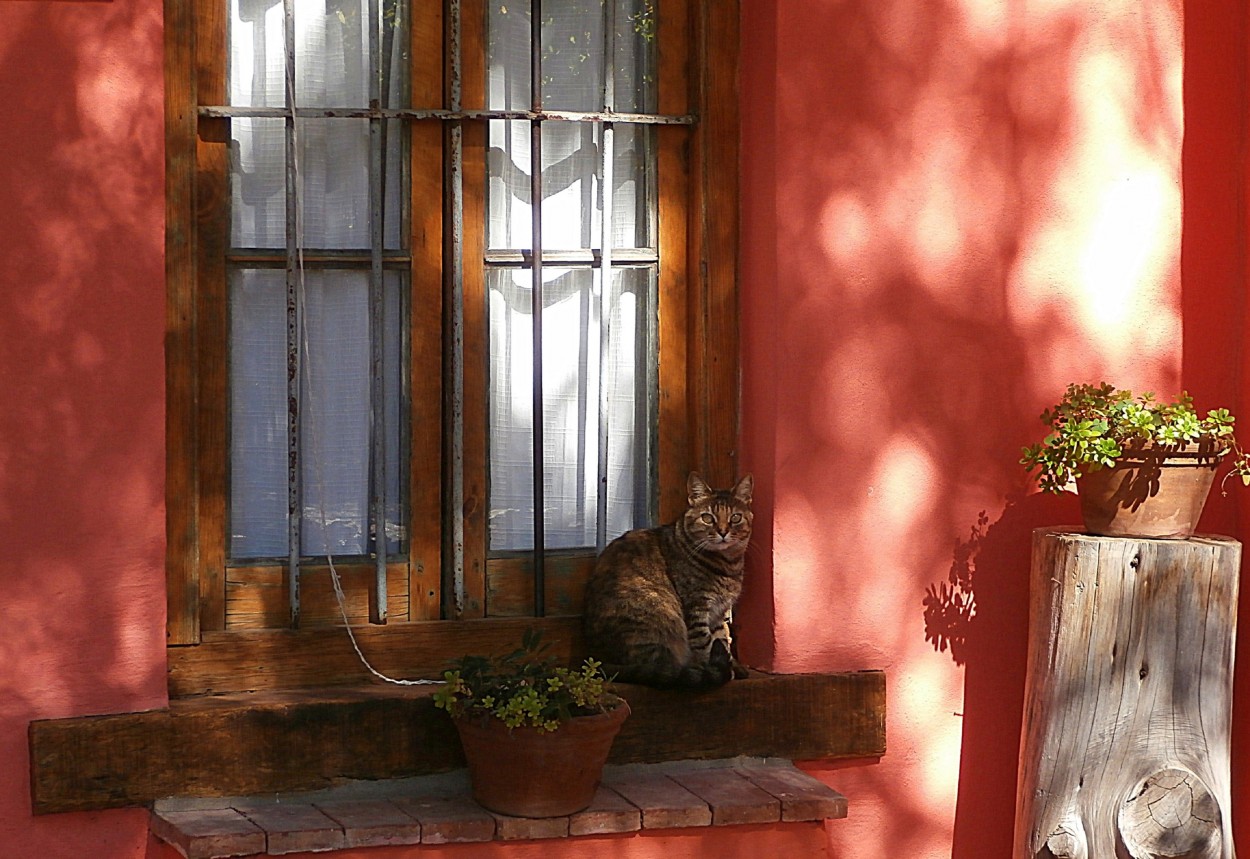 "Un gatito en el ventanal" de Silvia Olliari