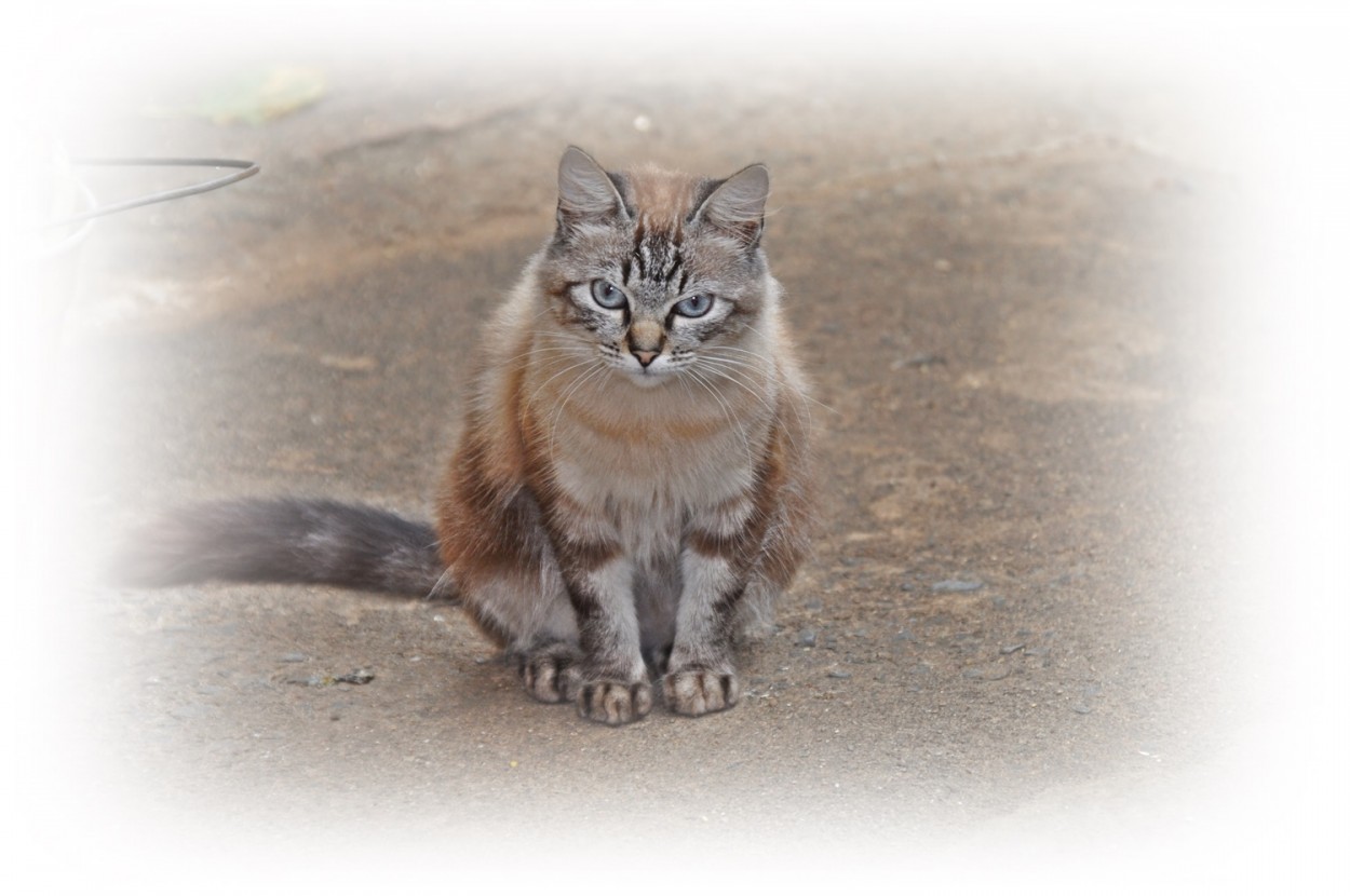 "Pensamentos felinos !" de Decio Badari