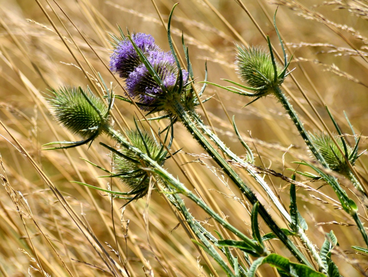 "Flores de Cardo" de Carlos Alborc