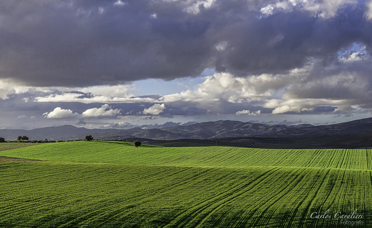 "`Campos de Andalucia`" de Carlos Cavalieri