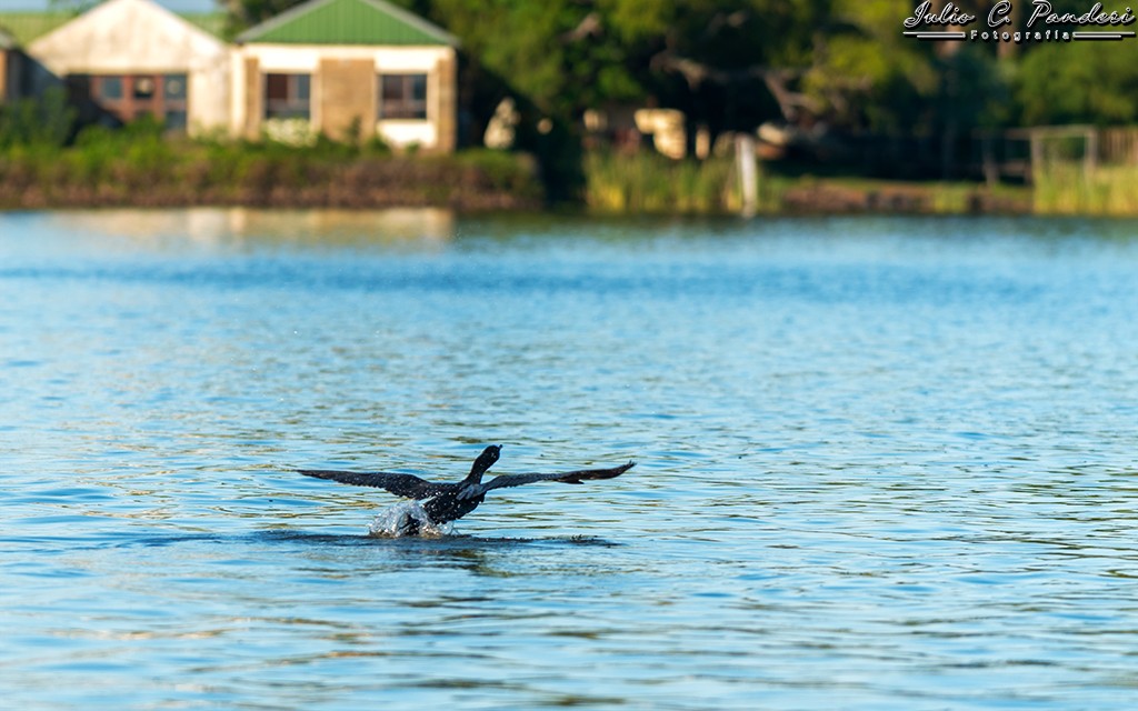 "Cormoran levantando vuelo I" de Julio Cesar Panderi