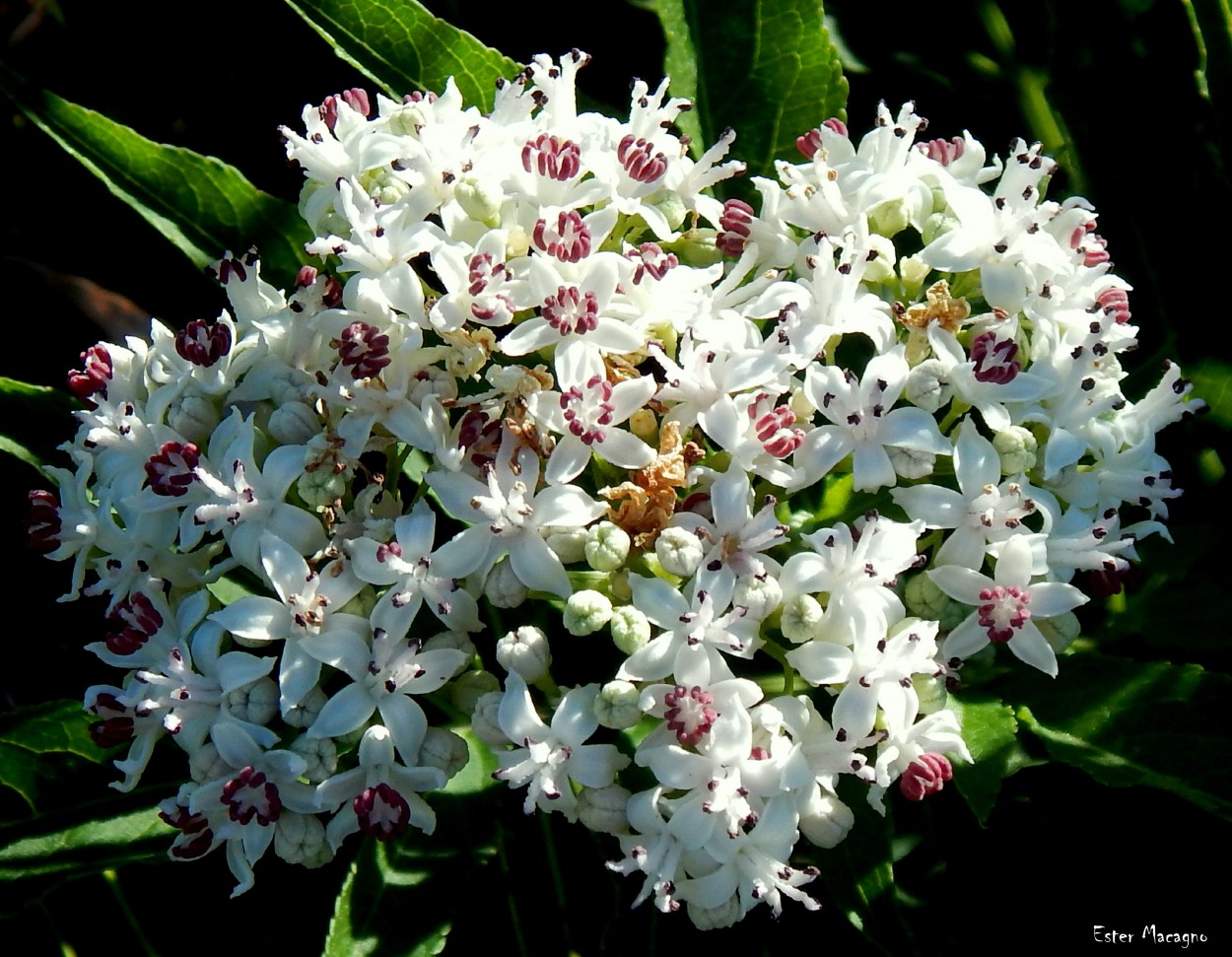 "Mazzo di fiore." de Ester Francisca Macagno