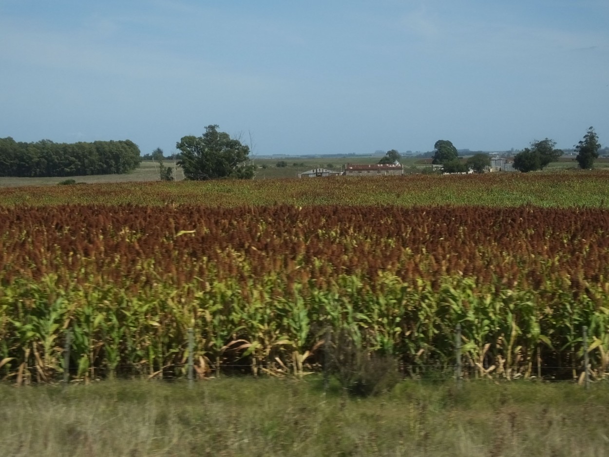 "Sorgo para cosechar" de Juan Fco. Fernndez