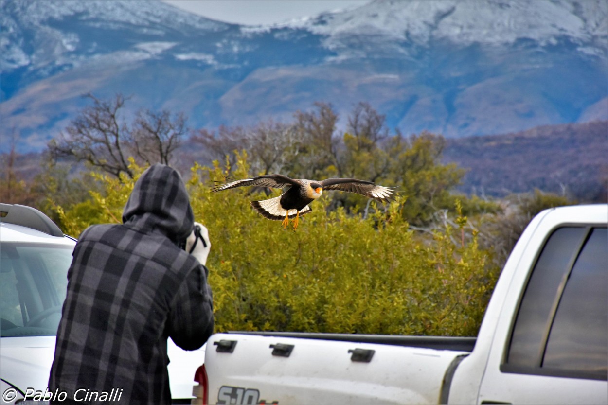 "Capturando al fotografo y al Carancho..." de Pablo Esteban Cinalli