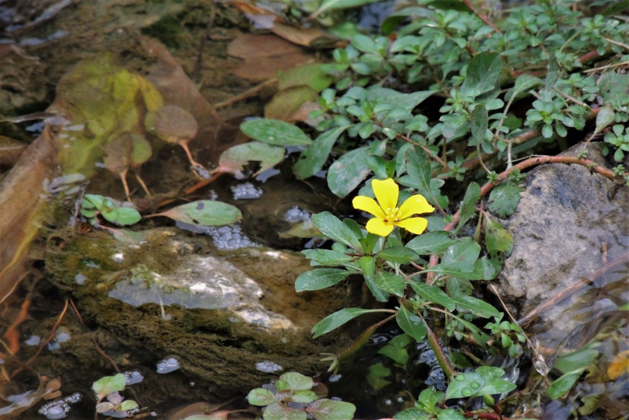 "Solitaria" de Carina Gironde