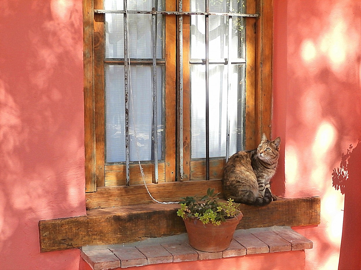 "Un gatito en el ventanal" de Silvia Olliari