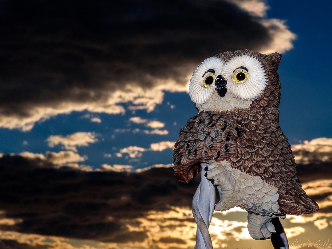 "the owl`s sunset" de David Roldn