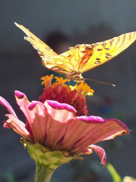 "Colores que dan vida" de Silvina Errotabehere