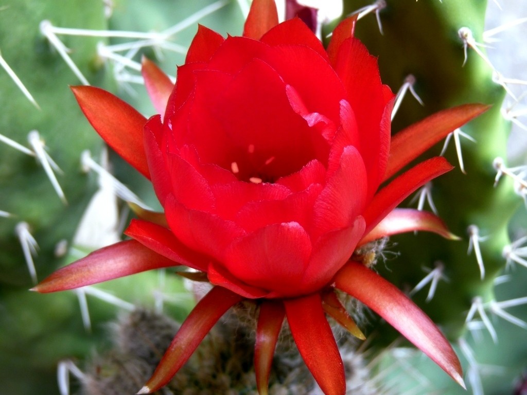 "Cactus en flor." de Carlos E. Wydler