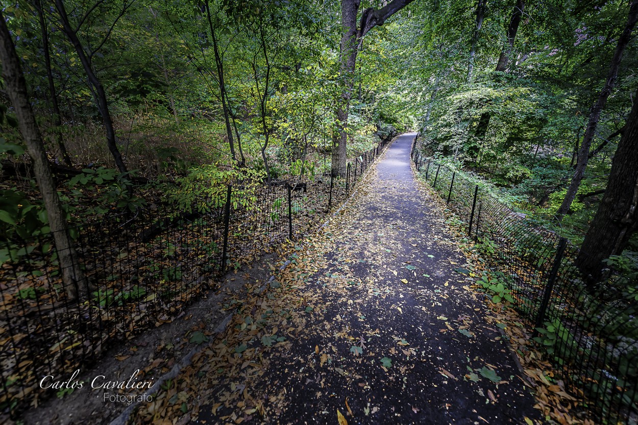 "`Camino Otoal`" de Carlos Cavalieri