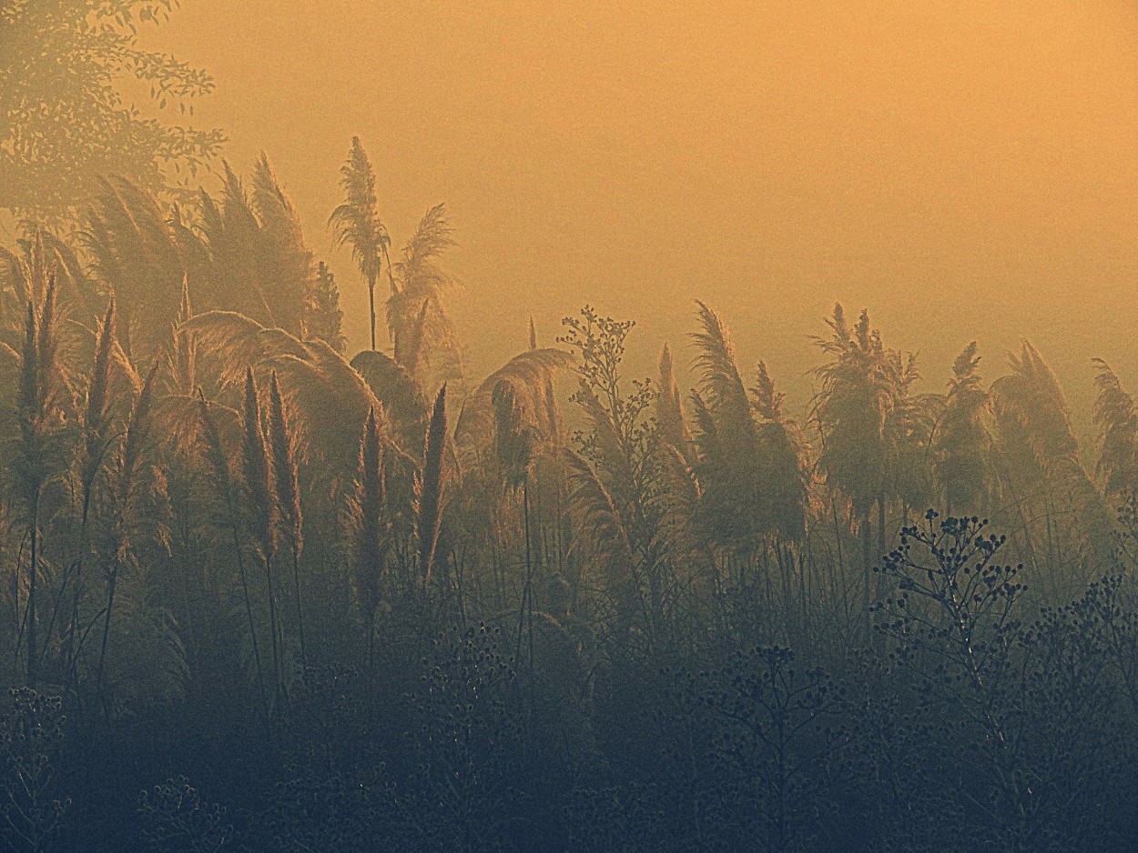 "Niebla en la ruta" de Silvia Olliari