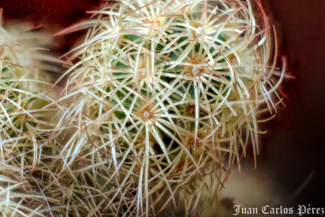 "Cactus" de Perez Juan