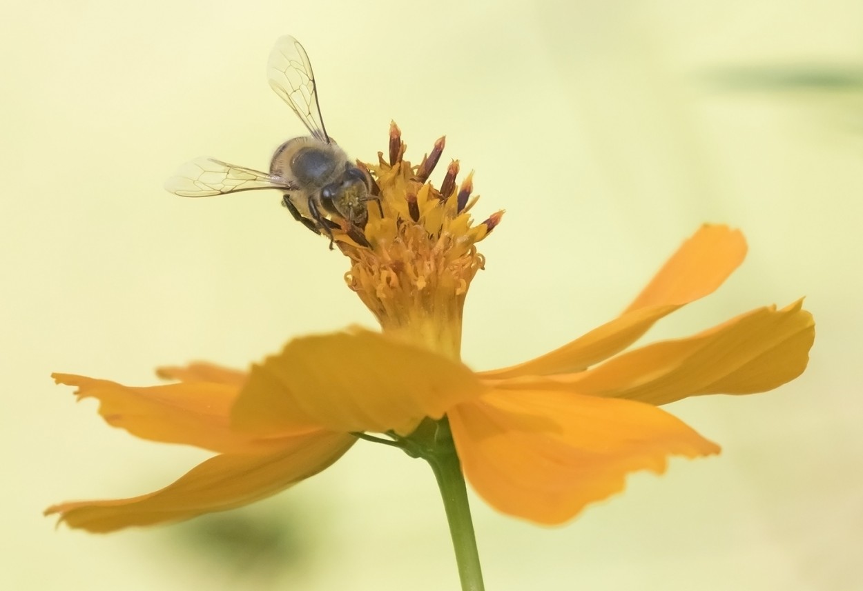 "la abeja en la flor" de Edith Polverini