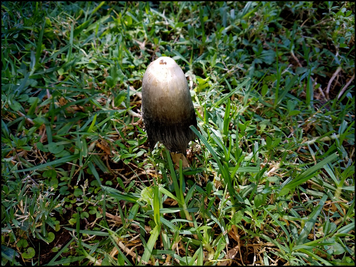 "Sorprendiendo en los Jardines..." de Mara Ins Hempe