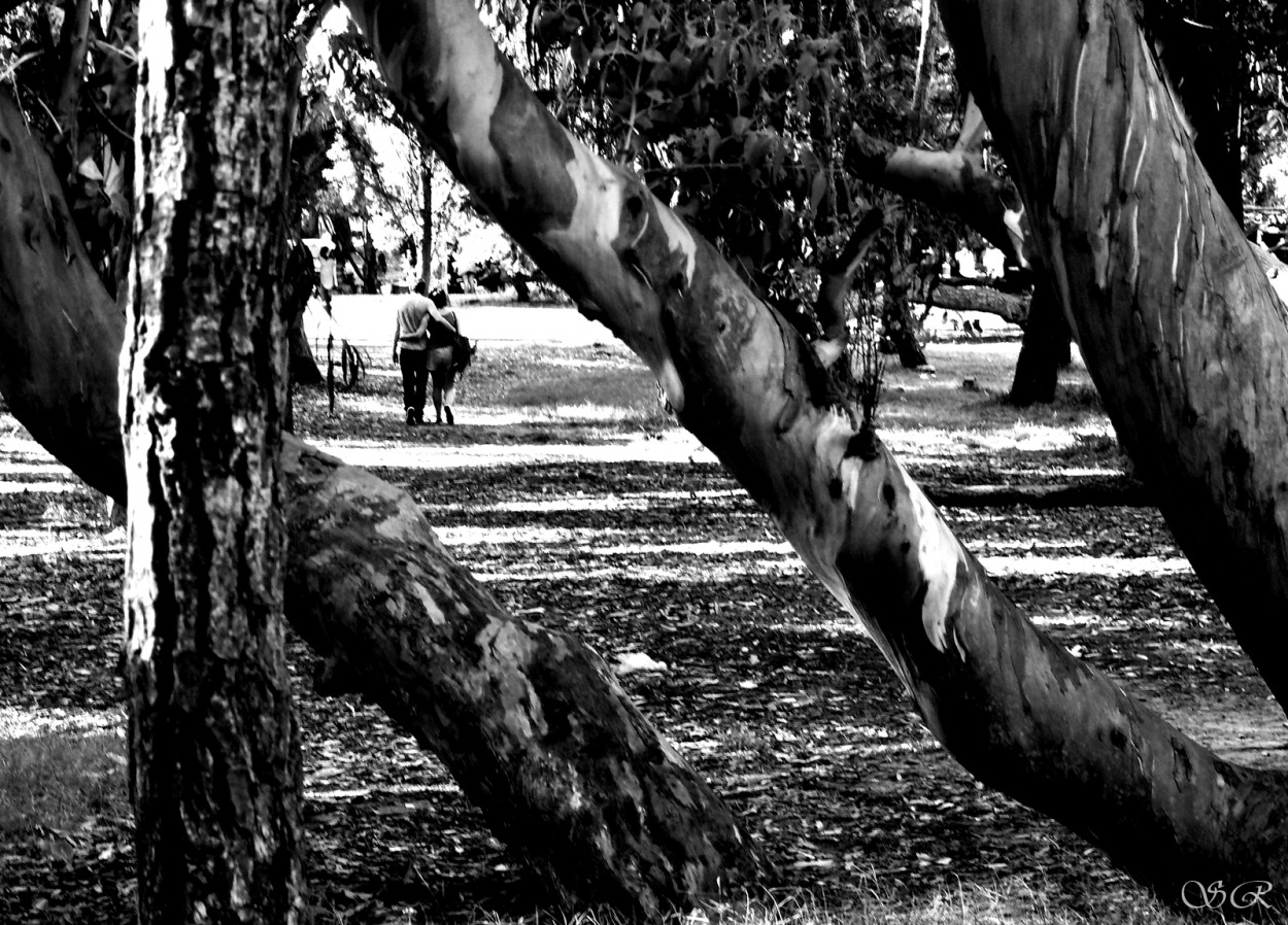 "Amor en el bosque" de Silvia Rodrigo