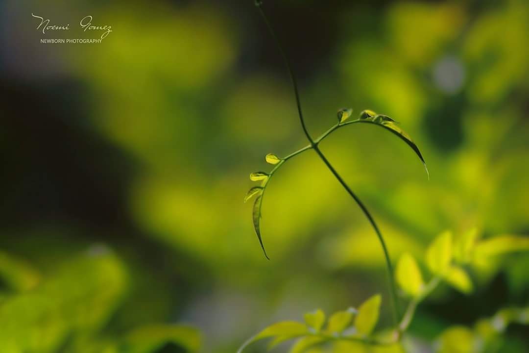 "Verdes" de Noemi Gomez