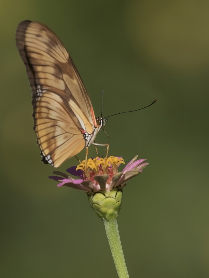 "mariposa" de Edith Polverini