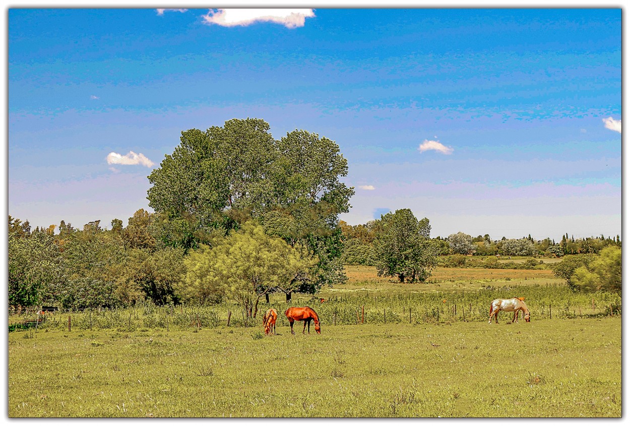 "La Campagne C" de Ruperto Silverio Martinez