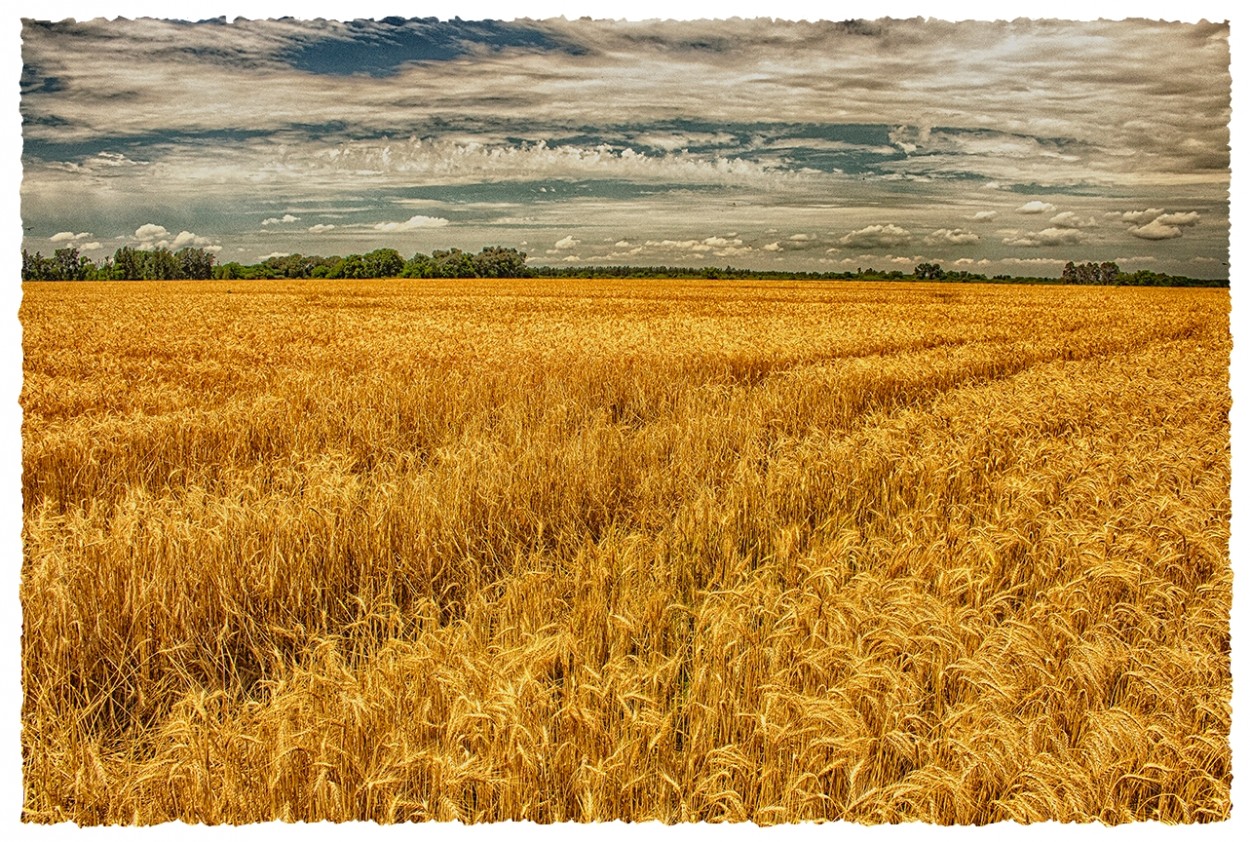 "La Campagne D" de Ruperto Silverio Martinez