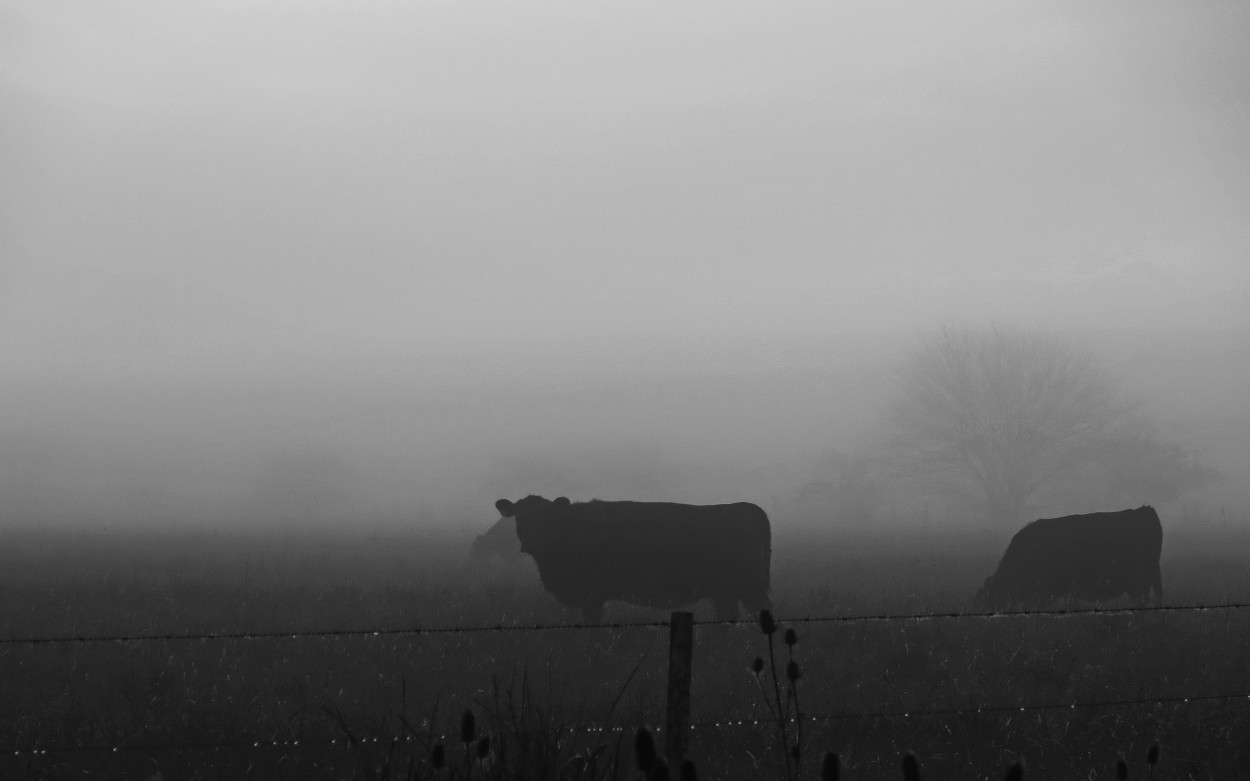 "de la maana y la niebla en la pampa" de Viviana Garca