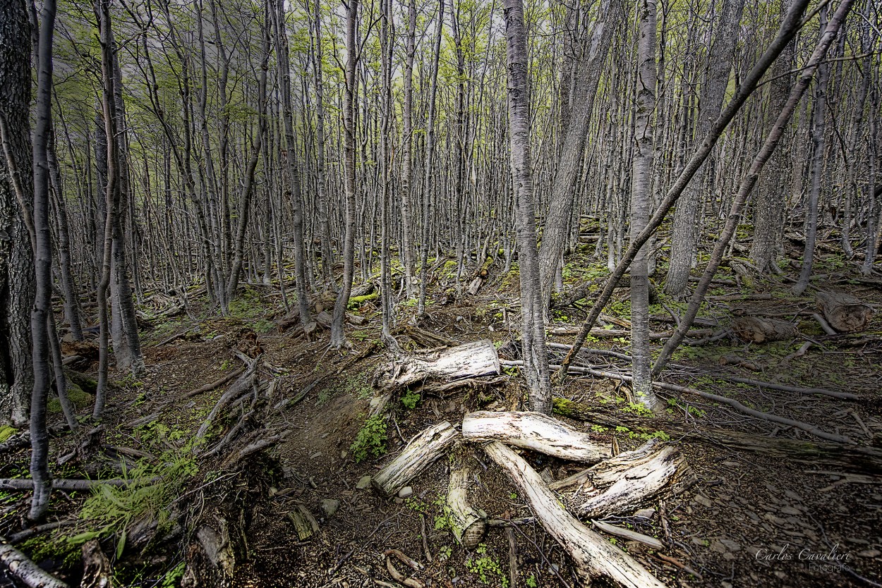 "Bosque del fin del mundo" de Carlos Cavalieri