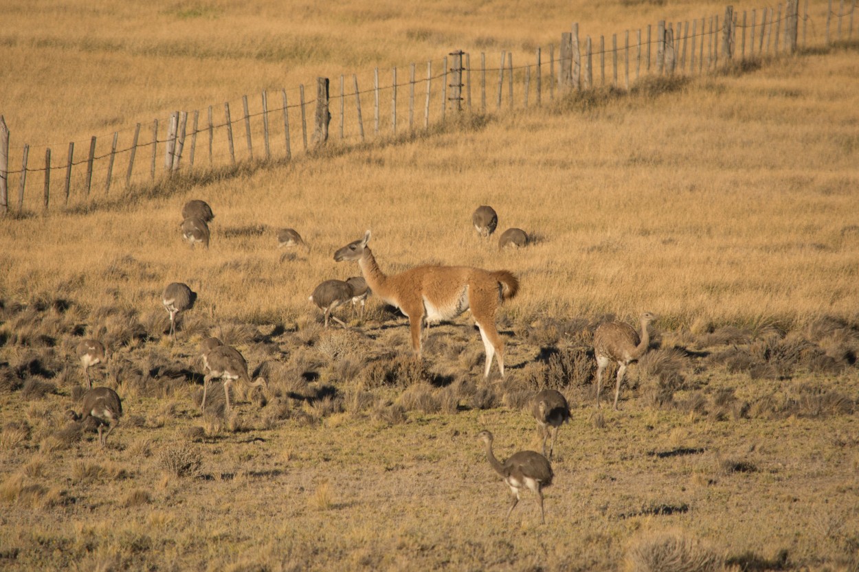 "Fauna nativa" de Adriana Bellotti