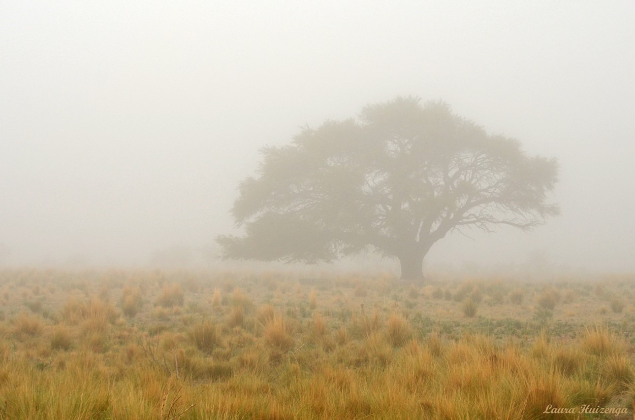 "Niebla" de Laura Noem Huizenga