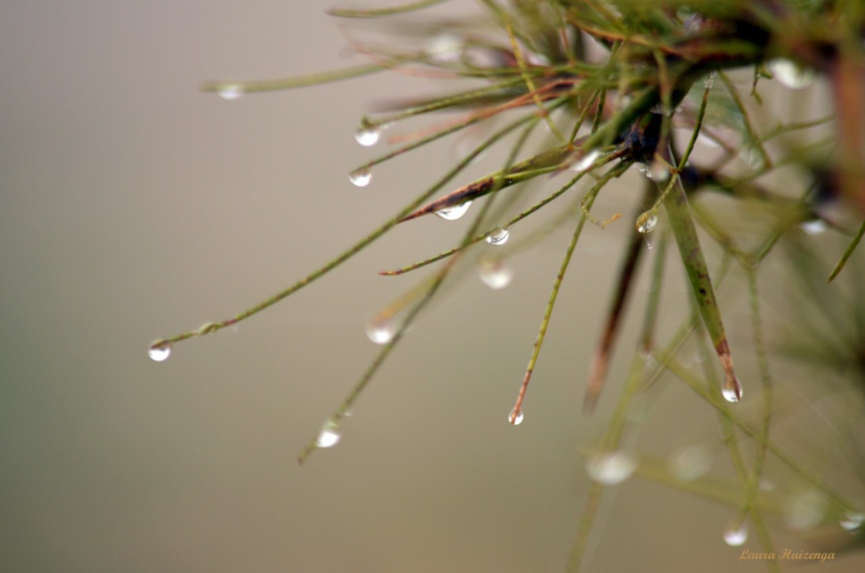 "Espinas y gotas" de Laura Noem Huizenga