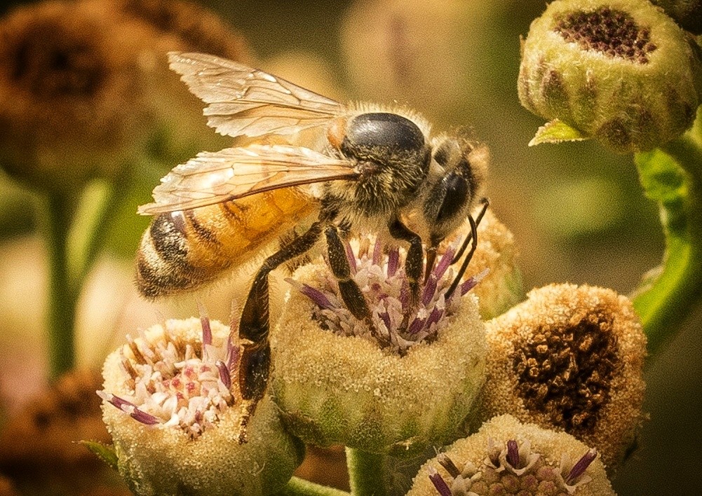 "Bee Happy !! ;)" de Astrid Cardon