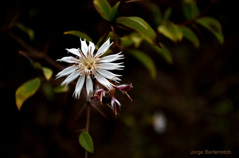 "Silvestre" de Jorge Berterretch