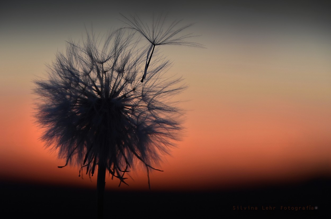 "Invitacin al viento" de Silvina Lehr