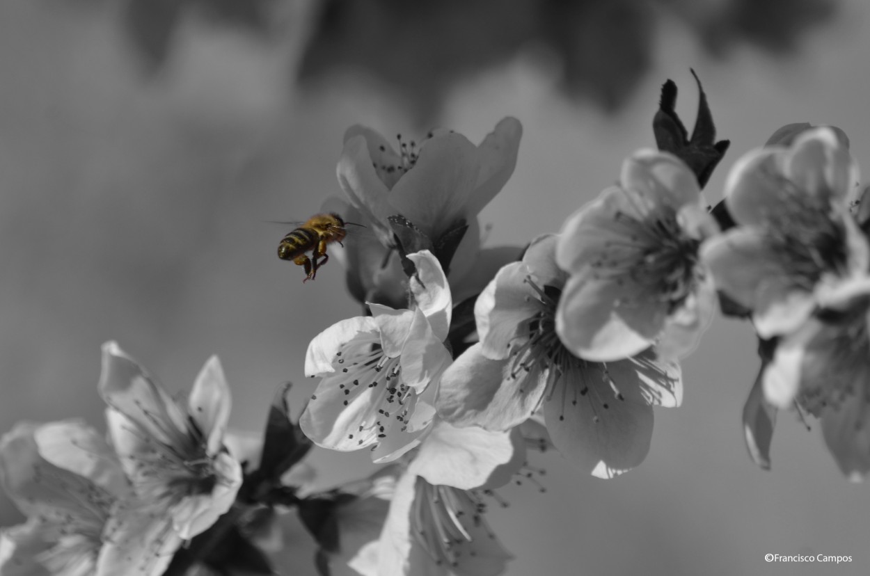 "Abeja" de Francisco Valentin Campos Perez