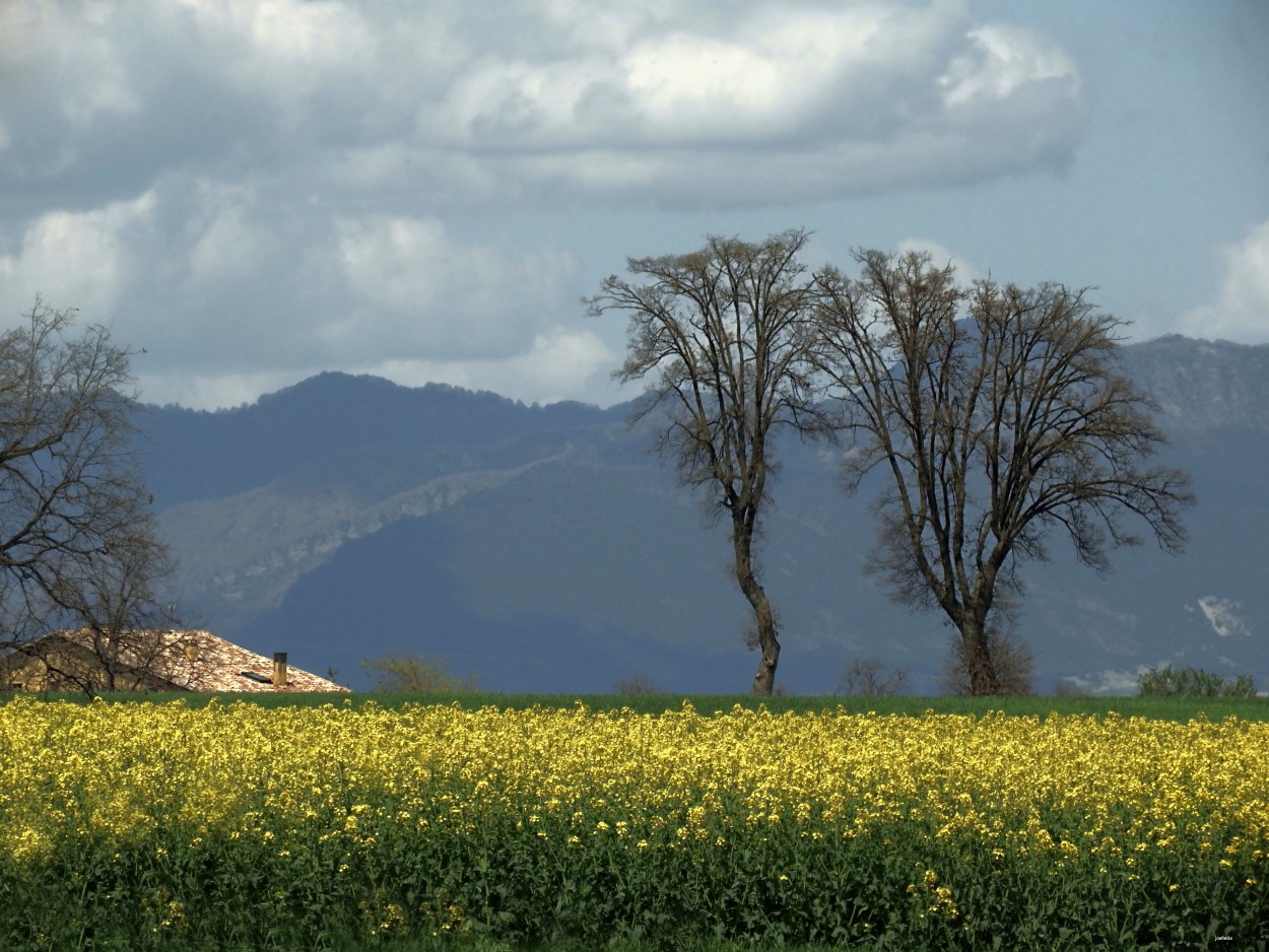 "CuaNDo FLoReCeN los CaMPoS..." de Joana Sansalvador Roca