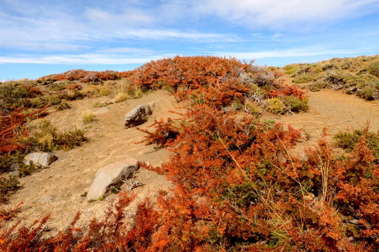 "Flora patagnica." de Carlos E. Wydler