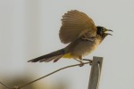 Bulbul de vientre amarillo