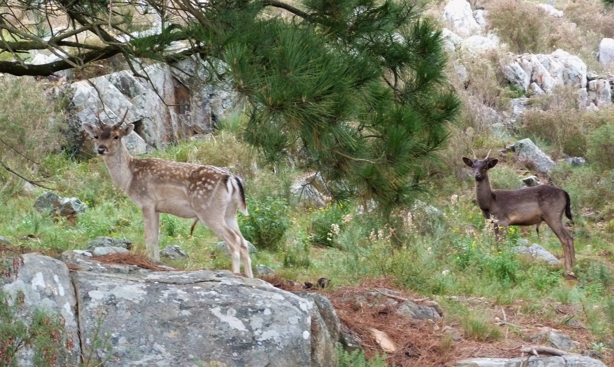 "Camuflados entre las sierras" de Carina Gironde