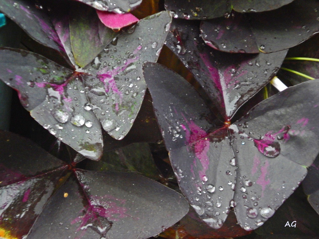 "lluvia de otoo" de Ana Giorno