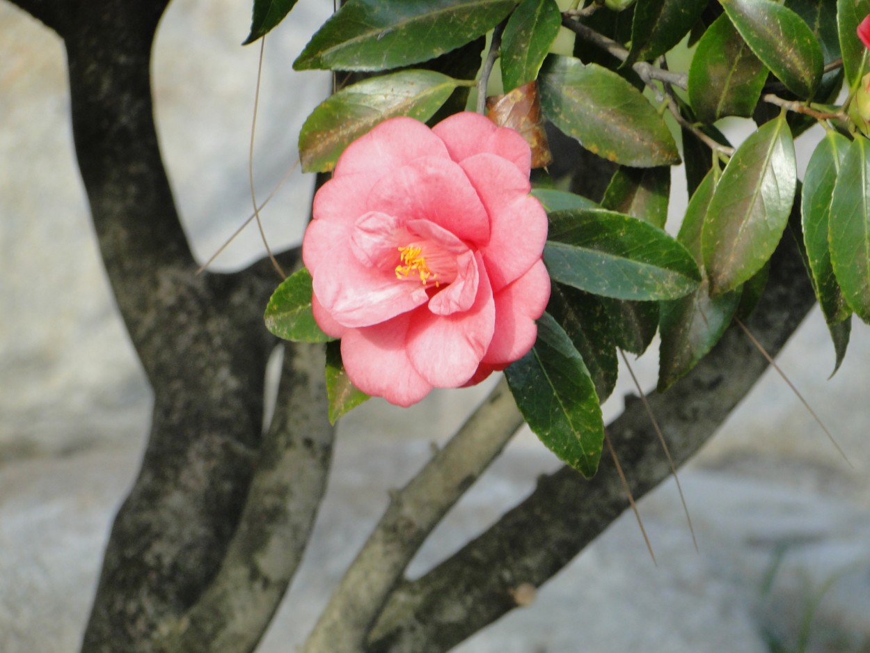 "camelias" de Amparo Josefina Maggi