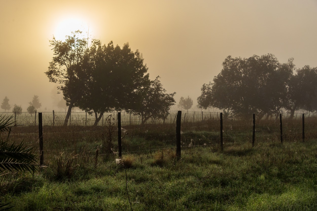 "Neblina maanera" de Fernando Valdez Vazquez