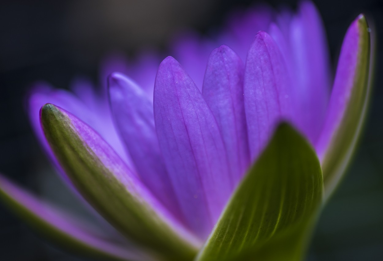 "Water Lily" de Adrin De La Paz Rodrguez