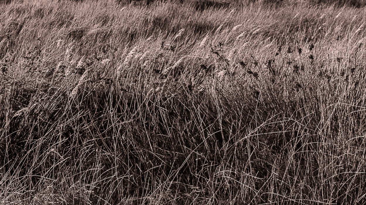 "Mediterrneo 45. Vida en la albufera" de Juan Beas